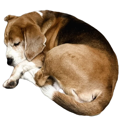 Стикер beagle_gucci - 1