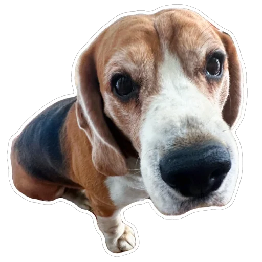 Стикер beagle_gucci - 1