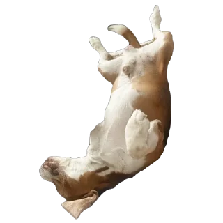 Стикер Бигль Гучи - 3