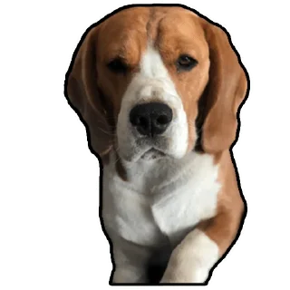 Стикер Бигль Гучи - 4