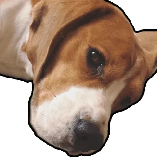 Стикер Бигль Гучи - 2