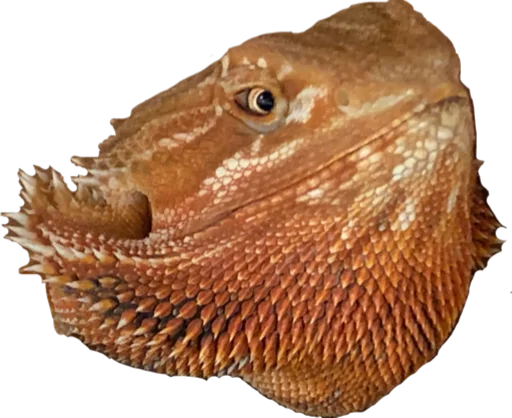 animal reptile scaled reptile