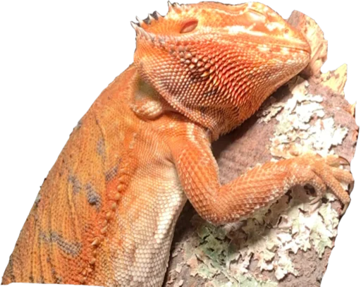 animal reptile lizard