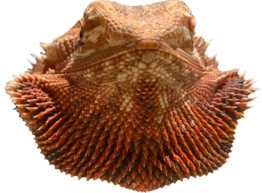 animal organism reef