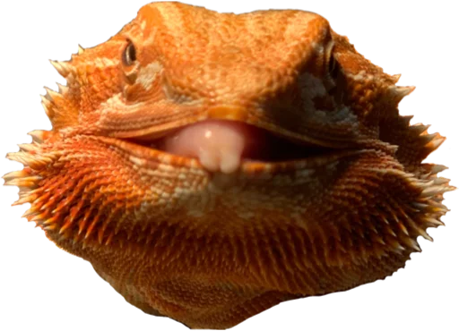 animal reptile scaled reptile