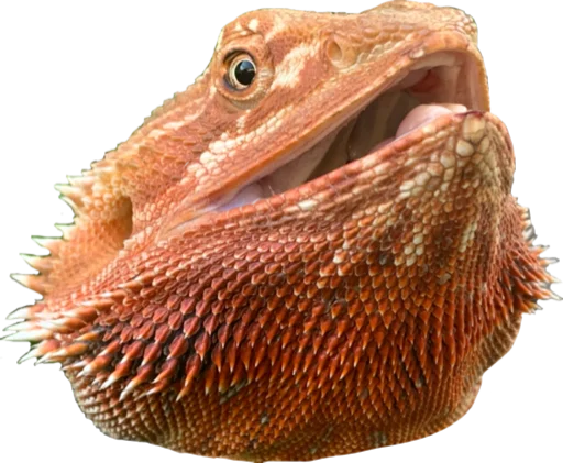 animal reptile scaled reptile