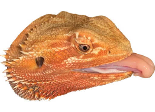 animal reptile mammal