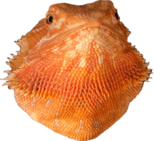 animal organism underwater