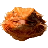 BeardedDragon - animal