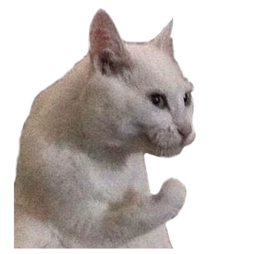 животное млекопитающее кошка