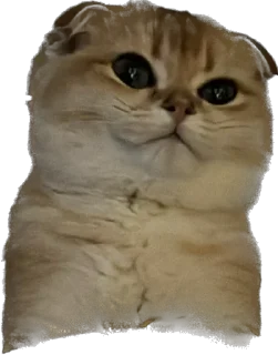 Стикер Кошь из сгущенки - 5