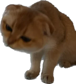 Стикер Кошь из сгущенки - 2