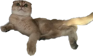 Стикер Кошь из сгущенки - 1