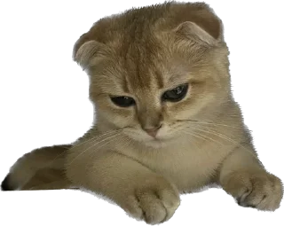 Стикер Кошь из сгущенки - 11