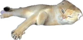 Стикер Кошь из сгущенки - 7