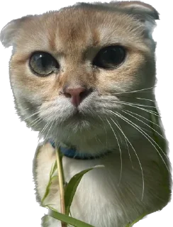 Стикер Кошь из сгущенки - 3