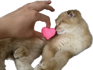 Стикер Кошь из сгущенки - 4