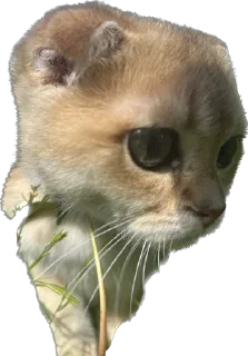 Стикер Кошь из сгущенки - 0