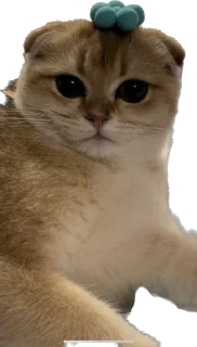 Стикер Кошь из сгущенки - 8