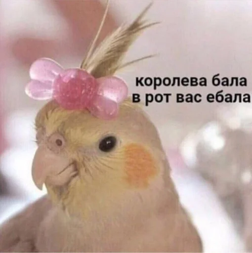 животное птица попугай