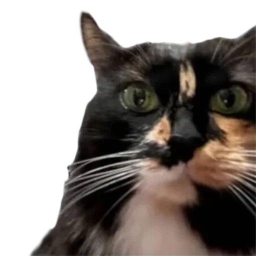 Sticker bebspack - 1