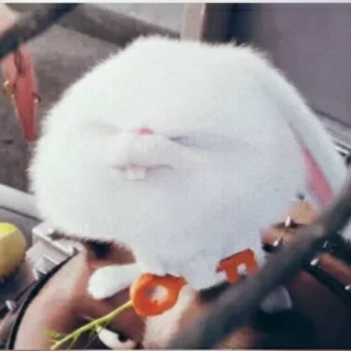 млекопитающее животное кролик