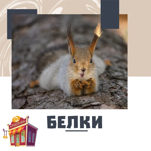 Белки @stickernayaa - 