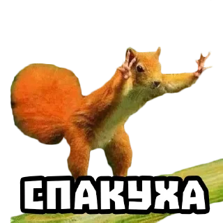 Стикер Белки @stickernayaa - 2