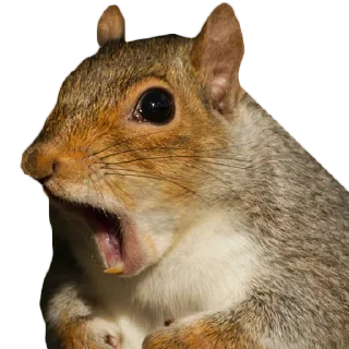 Стикер Белки @stickernayaa - 10