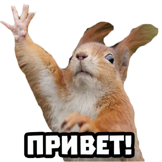 Стикер Белки @stickernayaa - 4