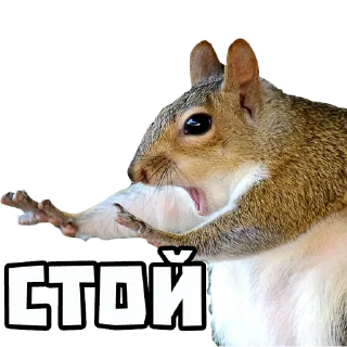 Стикер Белки @stickernayaa - 9