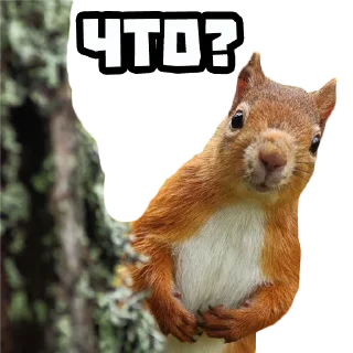 Стикер Белки @stickernayaa - 6