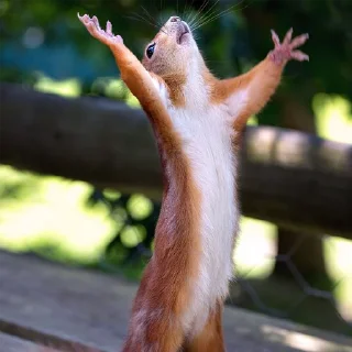 Стикер Белки @stickernayaa - 5