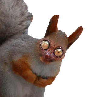 Стикер Белки @stickernayaa - 0