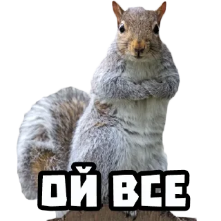 Стикер Белки @stickernayaa - 7