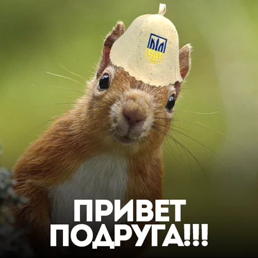 белка с жопой в колесе - 