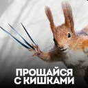 Стикер белка с жопой в колесе - 1