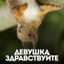 Стикер белка с жопой в колесе - 6