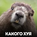 Стикер белка с жопой в колесе - 9