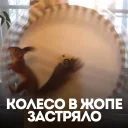 Стикер белка с жопой в колесе - 3