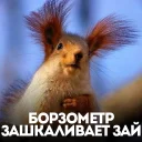 Стикер белка с жопой в колесе - 7