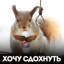 Стикер белка с жопой в колесе - 8