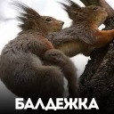 Стикер белка с жопой в колесе - 10