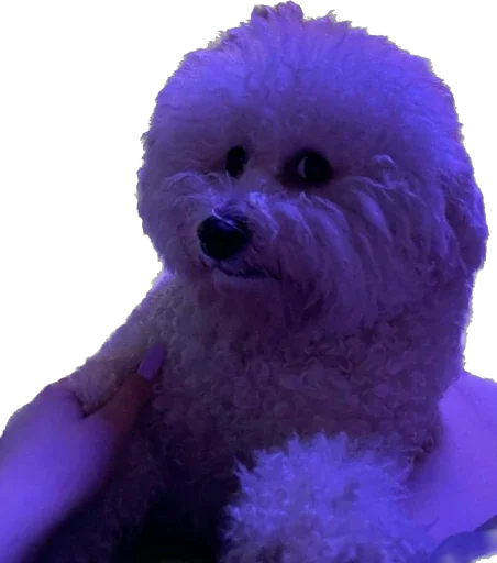 беллисимо😮‍💨 - 