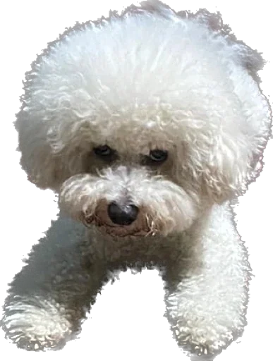 Sticker bellayasobakaa - 1