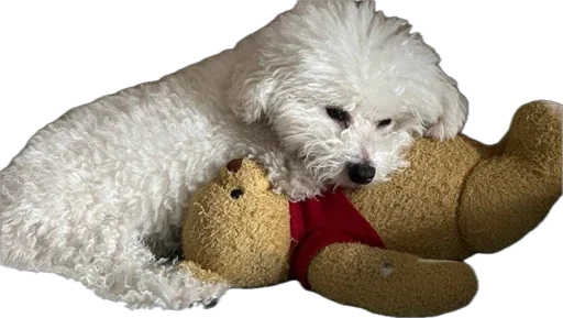 Sticker bellayasobakaa - 1