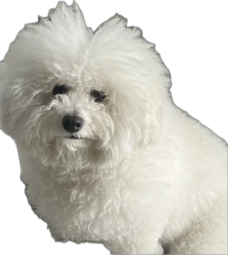 Стикер bellayasobakaa - 1