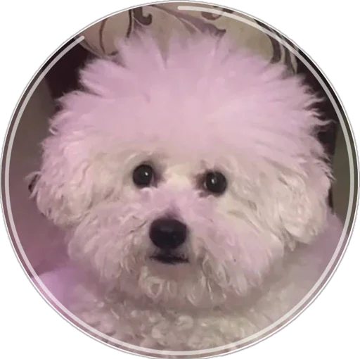 Стикер bellayasobakaa - 1