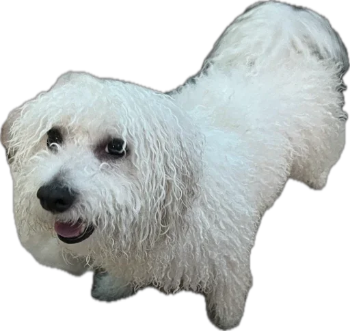 Стикер bellayasobakaa - 1