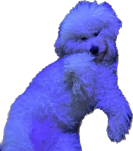 Стикер bellayasobakaa - 1